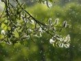 /album/fotogaleria1/pollenflug-jpg/